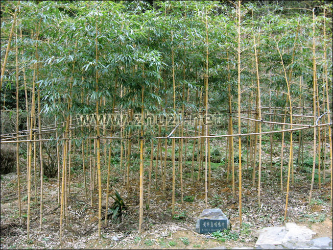 井岡山百竹園2010年從本公司引進的優良觀賞竹種