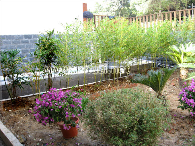 宜春市林業科學研究從本公司引種的竹子