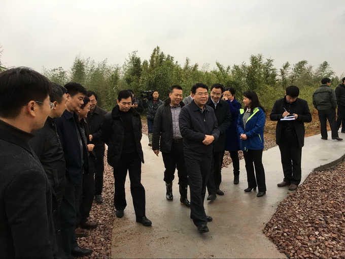 2016-03-21泰和縣委書記胡小勇 縣長鄧永翔來公司竹苗基地調研