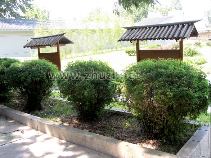 鳳尾竹球在綠化中的應用