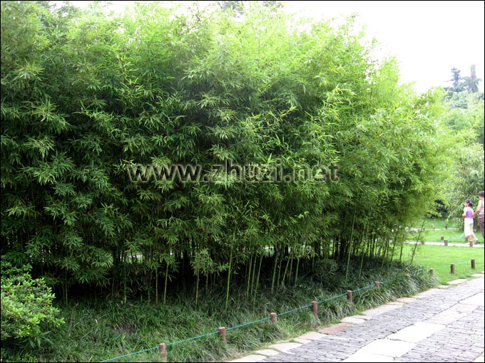 羅漢竹在公園景區中的應用